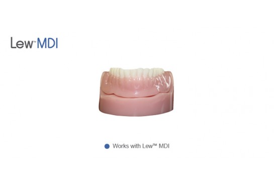 Demonstration Model - Mandible